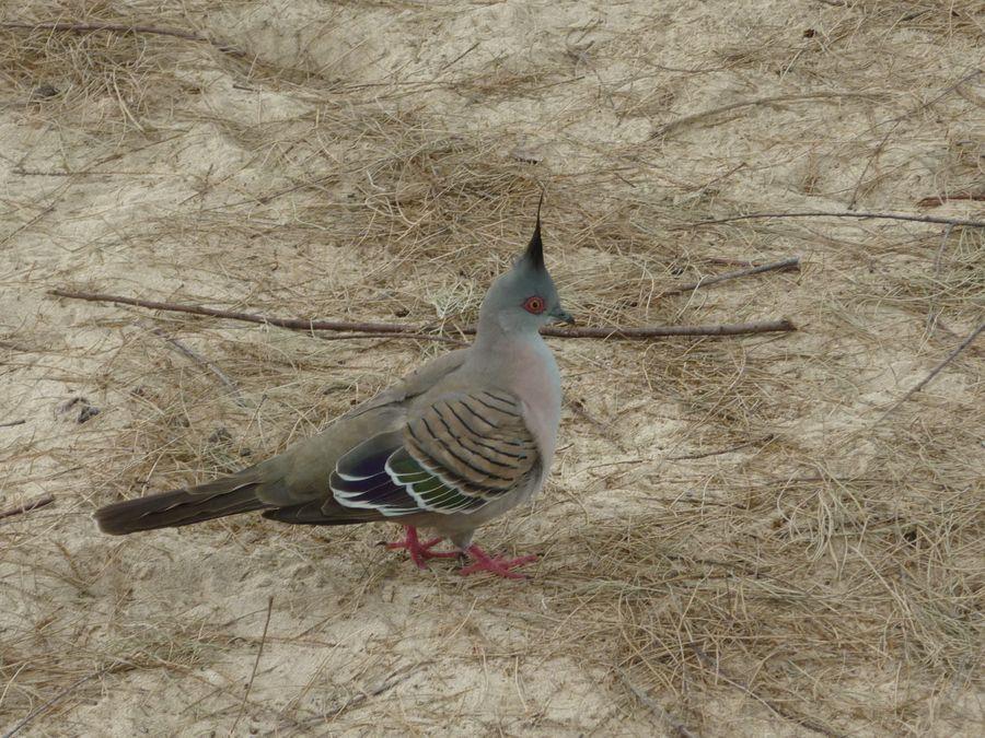 Pigeon crested-d-033.JPG